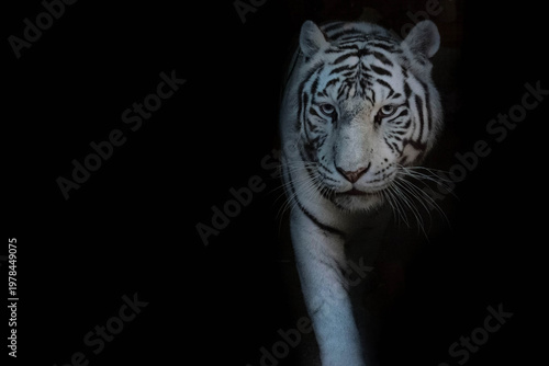 Tigre blanc sur fond noir