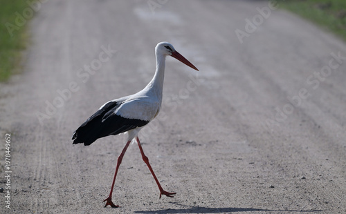 Bocian biały (Ciconia ciconia) idący po polnej, piaszczystej drodze wczesną wiosną