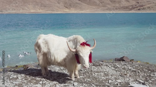 White yak and brown headed gull (Larus brunnicephalus) on the beach of Yamdrok Yumtso lake, peaceful landscape of mountains and lake with white clouds on blue sky, 4k slow motion footage Tibet travel.