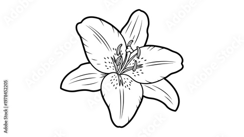 Black and white lily flower illustration against white background
