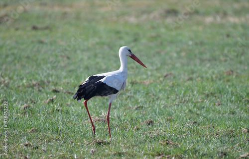 Bocian biały (Ciconia ciconia) idący po zielonej łące wczesną wiosną