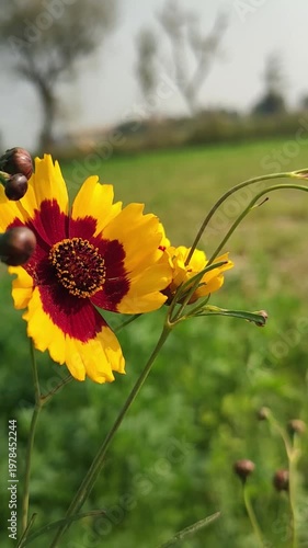 Vibrant Coreopsis Flowers Swaying Gently In Green Field For Nature Backgrounds