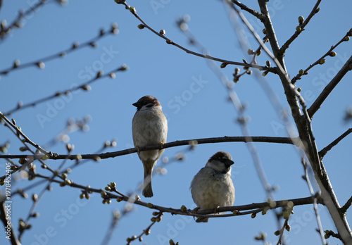 Wróbel domowy (passer domesticus) i mazurek (passer montanus) siedzące na gałęzi drzewka owocowego wczesną wiosną, na tle nieba