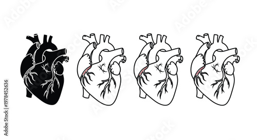 Four anatomical heart illustrations showing varying levels of detail and shading high quality