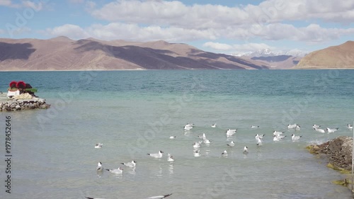 Group of brown headed gull (Larus brunnicephalus) on the beach of Yamdrok Yumtso lake, peaceful landscape of mountains and lake with white clouds on blue sky, 4k slow motion footage Tibet travel.