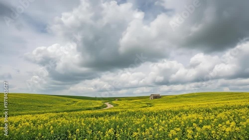 Yellow rapeseed field with an old house under a cloudy sky. Countryside landscape during spring with a winding path leading to a barn. Rural scenic view of blooming canola flowers on a meadow