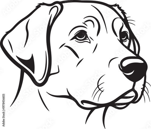 Black and white line art illustration of a labrador retriever head looking up to the side.