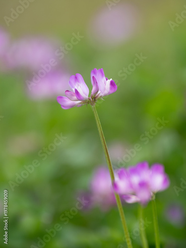 春の野に咲くゲンゲ