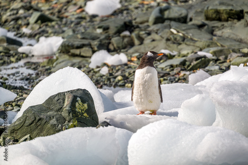 Gentoo penguins in Antarctica