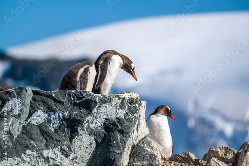 Gentoo penguins in Antarctica