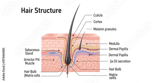 Diagram illustrating the detailed cross-section of human hair structure, including the follicle, sebaceous gland, and arrector pili muscle.