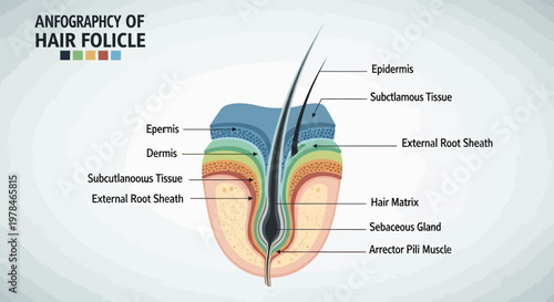 Detailed Infographic Illustrating the Anatomy of a Human Hair Follicle and its Surrounding Tissues.