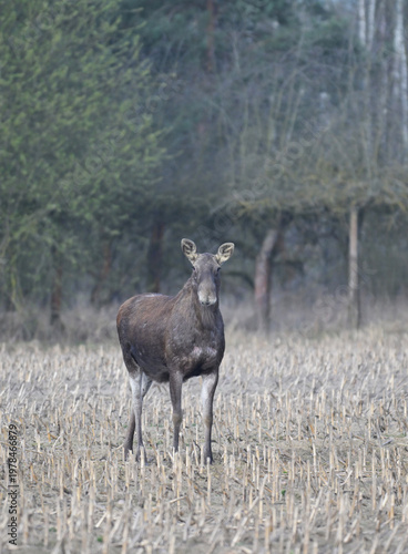 Łoś euroazjatycki (Alces alces) stojący na polu skoszonej kukurydzy, na tle lasu i drzew owocowych, wczesną wiosną