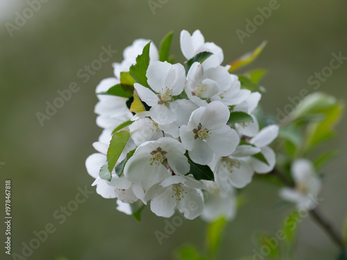 春のノカイドウの清楚な花
