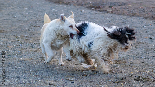 Stray dogs playing on a beach
