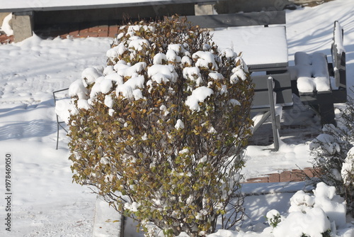Schilderij op canvas large bush, outdoor patio furniture topped with snow in weak winter morning suns