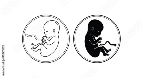 Two illustrations depict human fetuses in the womb contrasting skin tones and stages of development
