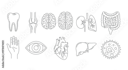 A collection of line art illustrations depicting various human organs and anatomical structures