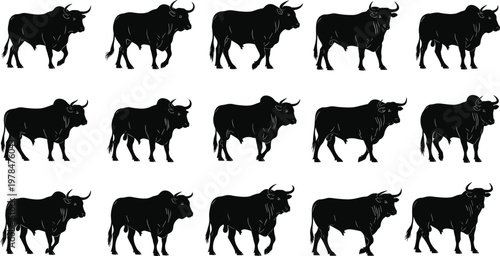 Black silhouette set of strong muscular bulls and oxen in various walking poses isolated on white background for farm livestock and agriculture design projects.