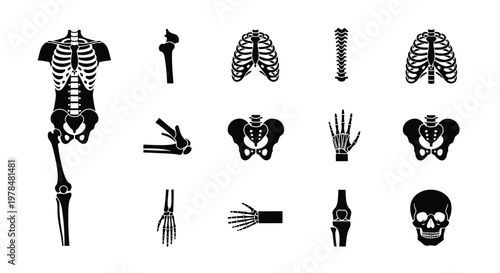 Anatomical illustration depicting various human skeletal components in a black and white style