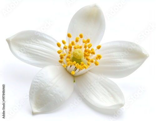 Neroli Blossom - white flower isolated on white