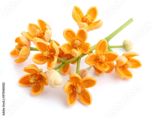 Osmanthus - orange flower isolated on white background
