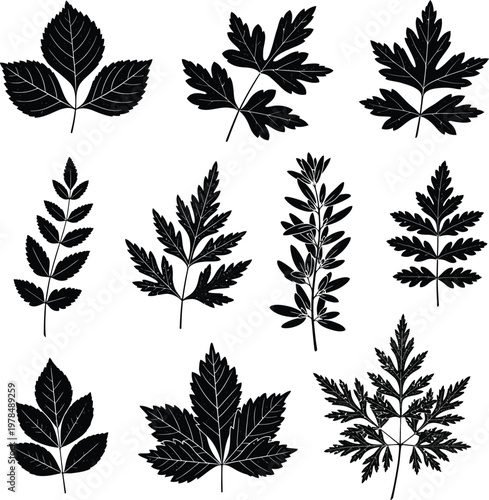 Collection of nine black botanical leaf silhouettes with textured detail leaves nature plant