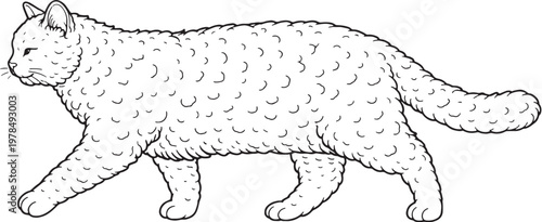 Foto Selkirk Rex Cat Walking Side Profile Black and White Line Art Illustration