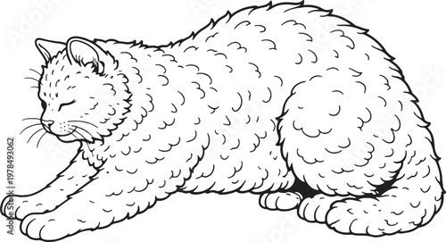 Selkirk Rex Cat Kneading Paws Black and White Line Art Illustration
