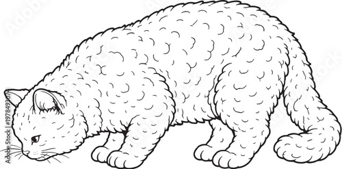 Fotografie Selkirk Rex Cat Eating Black and White Line Art Illustration