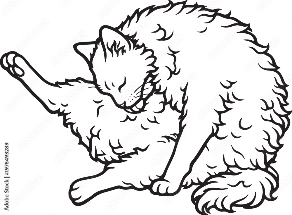 Naklejka premium LaPerm Cat Grooming Belly Cleaning Pose Black and White Line Art Illustration