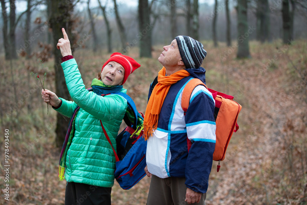 Naklejka premium Two hikers look up at trees while exploring a forest path in autumn during a cloudy day