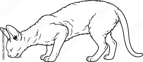 Obraz na plátně Devon Rex cat drinking posture side view black and white line art isolated