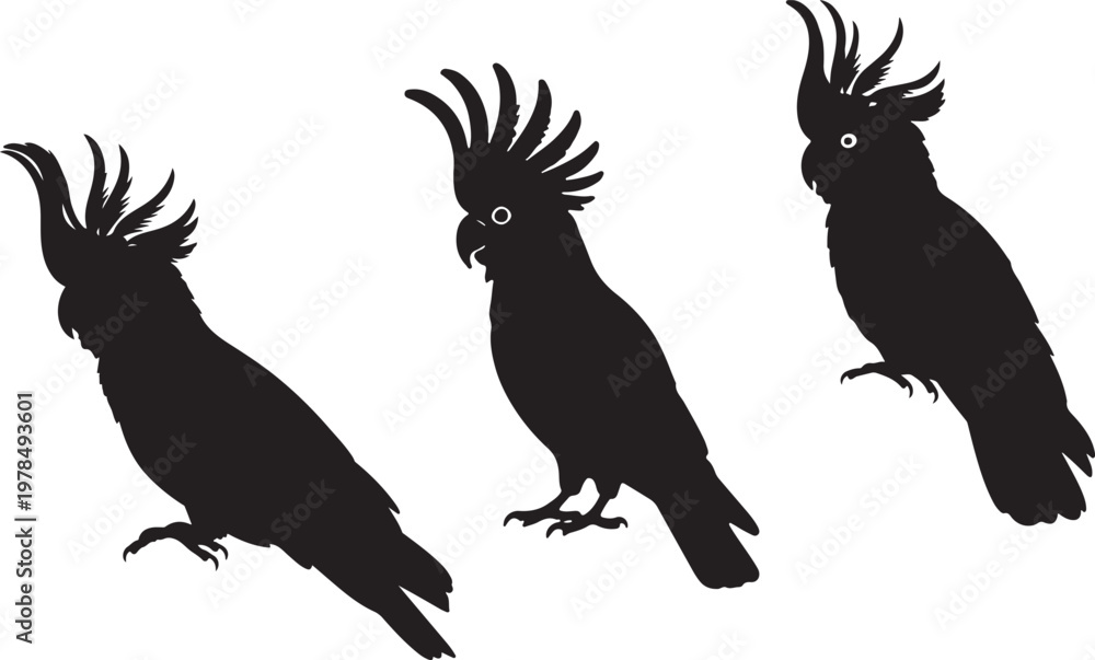Fototapeta premium Three black cockatoos are depicted in silhouette with crests raised