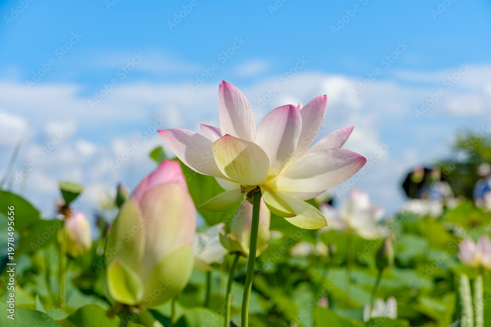 Obraz premium 青空の下に咲く淡いピンク色の蓮の花と蕾のクローズアップ。夏の爽やかな自然風景。