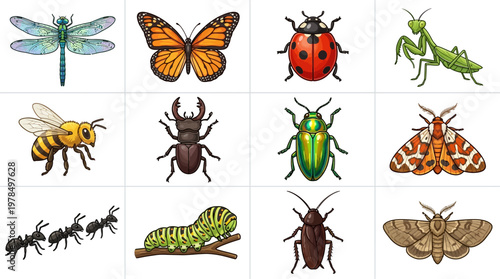 Insects Vector Illustration Set – Dragonfly, Butterfly, Ladybug, Praying Mantis, Honeybee, Beetles, Moths, Ants, Caterpillar – Detailed Cartoon Clipart for Education, Nature, Science
