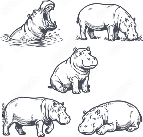 professional hand drawn hippo illustration set in black fill style with no white fills including yawning walking grazing and sleeping poses