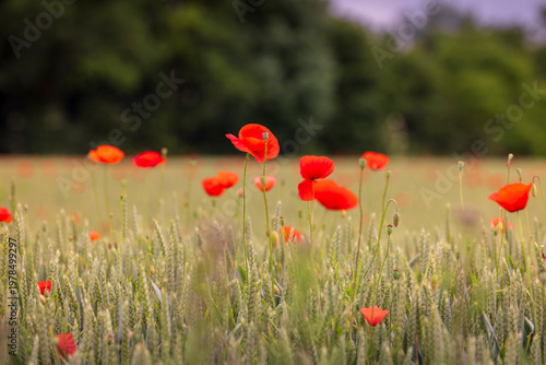 Fotografie Red poppies bloom in a grain field against a wooded background under a summer sk