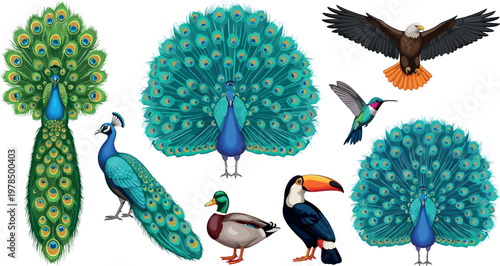 Colorful exotic birds collection with peacock toucan eagle hummingbird and duck detailed wildlife vector illustration set