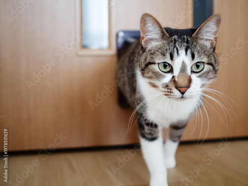 Slika na platnu ペット用のドアから部屋にはいる猫