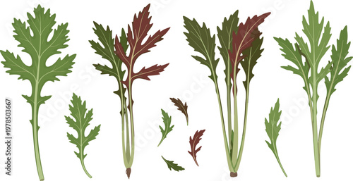 Fresh leafy greens collection with mustard mizuna and salad leaves, organic vegetable illustration set isolated on white background