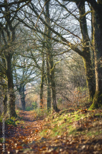 Sunlight filters through mossy branches onto a leaf-strewn path.