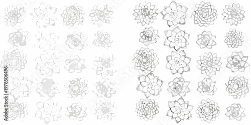 Arrangement of succulent plant sketches in varying degrees of detail