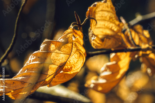 Golden light illuminates the delicate veins of autumn leaves.