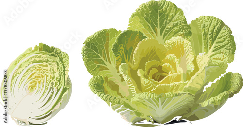 Chinese cabbage napa cabbage set with whole and cut vegetable, fresh leafy green organic food illustration isolated on white background vector