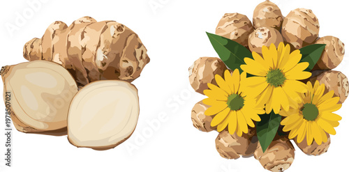 Ginger root vector set with sliced pieces and flowering plant, natural herbal ingredient illustration isolated on light background