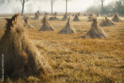Golden light bathes harvested fields, a quiet, crisp autumn morning.