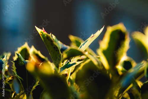 Golden light catches sharp leaves in twilight's embrace.