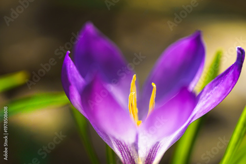 Velvet purple petals unfurl in the soft morning light.