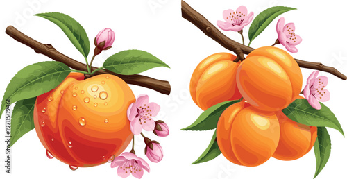 Fresh peach fruit with leaves and blossoms vector illustration set, juicy ripe peaches on branch isolated botanical design